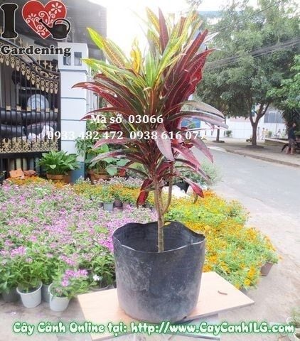 Cây Lá Màu Da Huy – Ý Nghĩa, Cách Chăm Sóc & Mua Bán Sỉ Lẻ Giá Tốt Tại TP.HCM