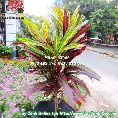 Cây Lá Màu Da Huy – Ý Nghĩa, Cách Chăm Sóc & Mua Bán Sỉ Lẻ Giá Tốt Tại TP.HCM