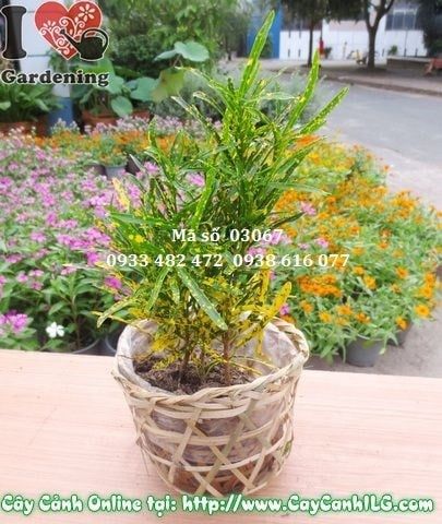 Cây Lá Màu Sao Nhái – Ý Nghĩa, Cách Chăm Sóc & Mua Bán Sỉ Lẻ Giá Tốt Tại TP.HCM