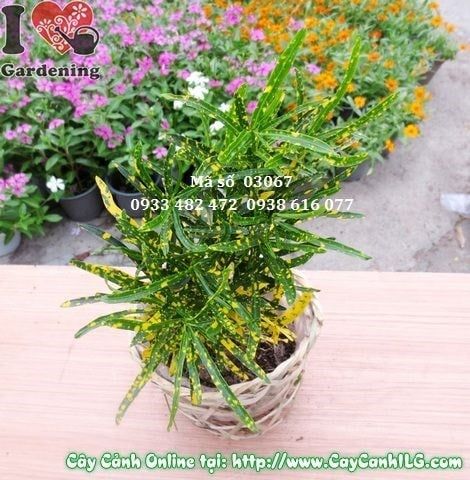 Cây Lá Màu Sao Nhái – Ý Nghĩa, Cách Chăm Sóc & Mua Bán Sỉ Lẻ Giá Tốt Tại TP.HCM