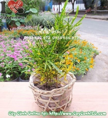 Cây Lá Màu Sao Nhái – Ý Nghĩa, Cách Chăm Sóc & Mua Bán Sỉ Lẻ Giá Tốt Tại TP.HCM