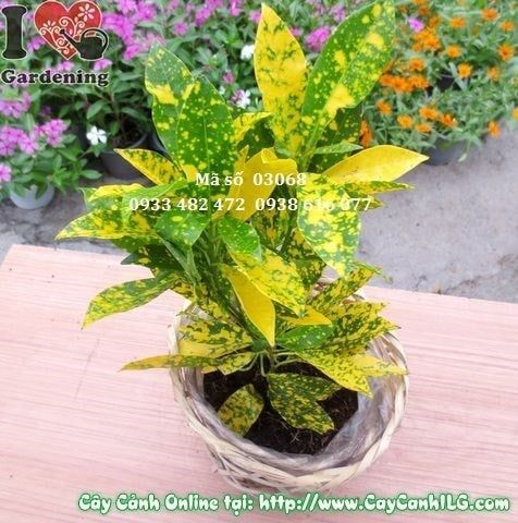 Cây Lá Màu Vàng Bạc – Ý Nghĩa, Cách Chăm Sóc & Mua Bán Sỉ Lẻ Giá Tốt Tại TP.HCM