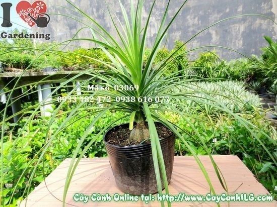 Cây Lan Bình Rượu – Ý Nghĩa, Cách Chăm Sóc & Mua Bán Sỉ Lẻ Giá Tốt Tại TP.HCM