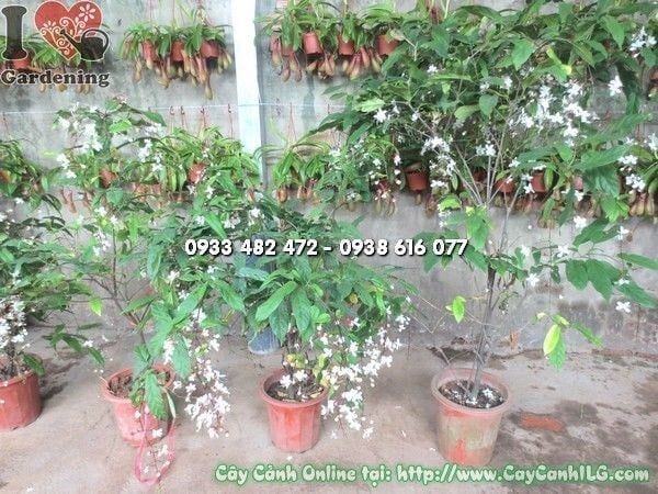 Cây Ngọc Minh Châu – Ý Nghĩa, Cách Chăm Sóc & Mua Bán Sỉ Lẻ Giá Tốt Tại TP.HCM