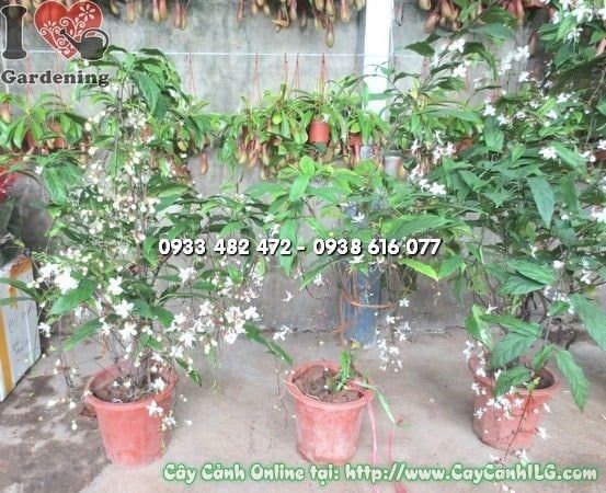 Cây Ngọc Minh Châu – Ý Nghĩa, Cách Chăm Sóc & Mua Bán Sỉ Lẻ Giá Tốt Tại TP.HCM