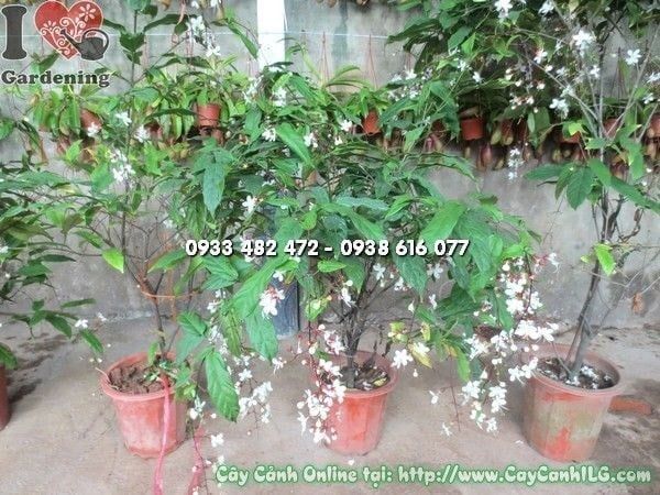 Cây Ngọc Minh Châu – Ý Nghĩa, Cách Chăm Sóc & Mua Bán Sỉ Lẻ Giá Tốt Tại TP.HCM