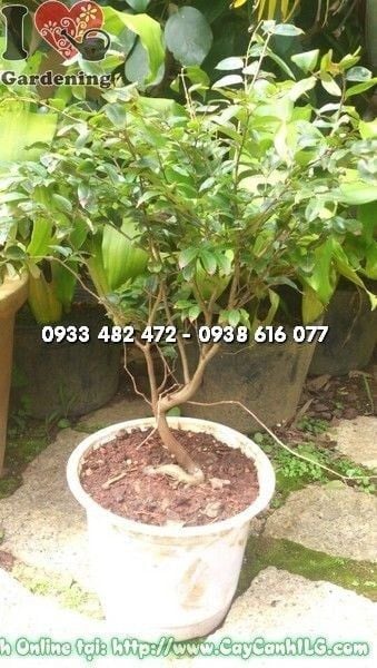 Cây Nho Thân Gỗ – Ý Nghĩa, Cách Chăm Sóc & Mua Bán Sỉ Lẻ Giá Tốt Tại TP.HCM