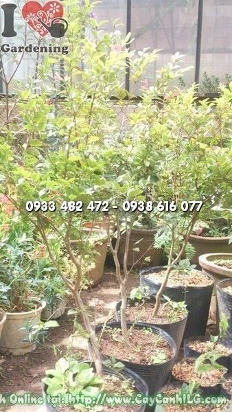 Cây Nho Thân Gỗ – Ý Nghĩa, Cách Chăm Sóc & Mua Bán Sỉ Lẻ Giá Tốt Tại TP.HCM