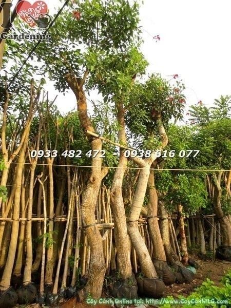 Cây Muồng Hoa Đỏ – Ý Nghĩa, Cách Chăm Sóc & Mua Bán Sỉ Lẻ Giá Tốt Tại TP.HCM