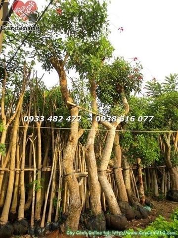 Cây Muồng Hoa Đỏ – Ý Nghĩa, Cách Chăm Sóc & Mua Bán Sỉ Lẻ Giá Tốt Tại TP.HCM