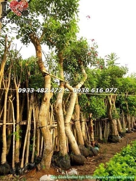 Cây Muồng Hoa Đỏ – Ý Nghĩa, Cách Chăm Sóc & Mua Bán Sỉ Lẻ Giá Tốt Tại TP.HCM