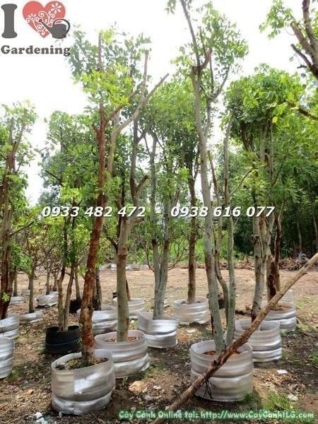 Cây Muồng Hoàng Yến – Ý Nghĩa, Cách Chăm Sóc & Mua Bán Sỉ Lẻ Giá Tốt Tại TP.HCM