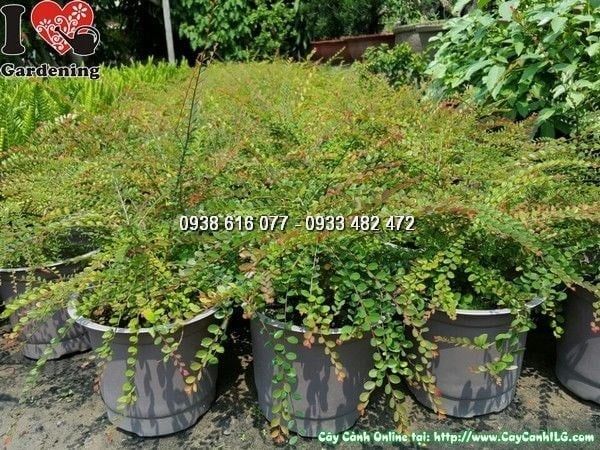 Cây Sơn Liễu – Ý Nghĩa, Cách Chăm Sóc & Mua Bán Sỉ Lẻ Giá Tốt Tại TP.HCM