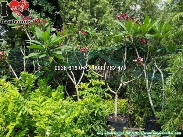 Cây Sứ Đại Hoa Đỏ – Ý Nghĩa, Cách Chăm Sóc & Mua Bán Sỉ Lẻ Giá Tốt Tại TP.HCM