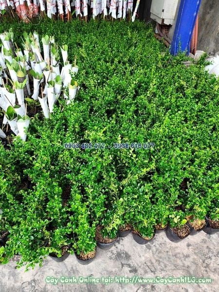 Cây Bùm Sụm – Ý Nghĩa, Cách Chăm Sóc & Mua Bán Sỉ Lẻ Giá Tốt Tại TP.HCM
