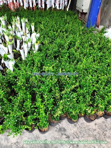 Cây Bùm Sụm – Ý Nghĩa, Cách Chăm Sóc & Mua Bán Sỉ Lẻ Giá Tốt Tại TP.HCM