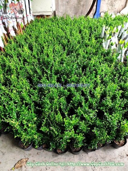 Cây Bùm Sụm – Ý Nghĩa, Cách Chăm Sóc & Mua Bán Sỉ Lẻ Giá Tốt Tại TP.HCM