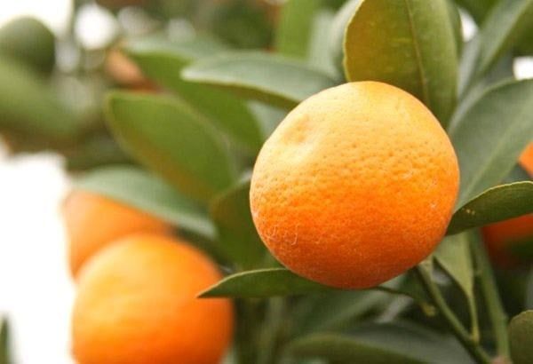 Cây Vối – Ý Nghĩa, Cách Chăm Sóc & Mua Bán Sỉ Lẻ Giá Tốt Tại TP.HCM