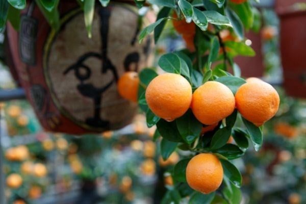 Cây Vối – Ý Nghĩa, Cách Chăm Sóc & Mua Bán Sỉ Lẻ Giá Tốt Tại TP.HCM