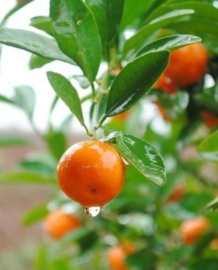 Cây Vối – Ý Nghĩa, Cách Chăm Sóc & Mua Bán Sỉ Lẻ Giá Tốt Tại TP.HCM