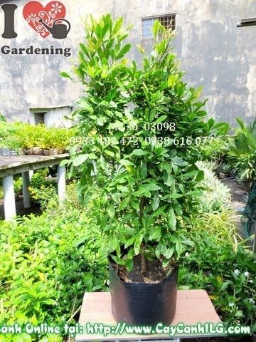 Cây Thần Kỳ – Ý Nghĩa, Cách Chăm Sóc & Mua Bán Sỉ Lẻ Giá Tốt Tại TP.HCM