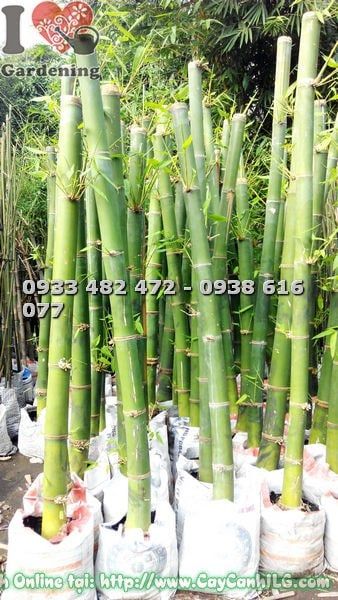 Cây Tre Măng – Ý Nghĩa, Cách Chăm Sóc & Mua Bán Sỉ Lẻ Giá Tốt Tại TP.HCM