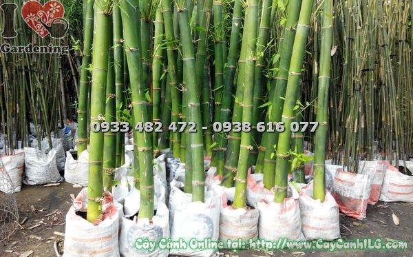Cây Tre Măng – Ý Nghĩa, Cách Chăm Sóc & Mua Bán Sỉ Lẻ Giá Tốt Tại TP.HCM