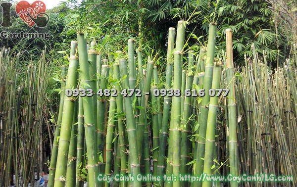 Cây Tre Măng – Ý Nghĩa, Cách Chăm Sóc & Mua Bán Sỉ Lẻ Giá Tốt Tại TP.HCM