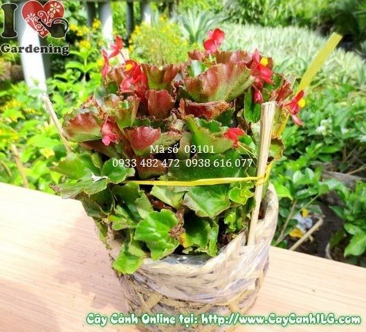 Cây Thu Hải Đường – Ý Nghĩa, Cách Chăm Sóc & Mua Bán Sỉ Lẻ Giá Tốt Tại TP.HCM