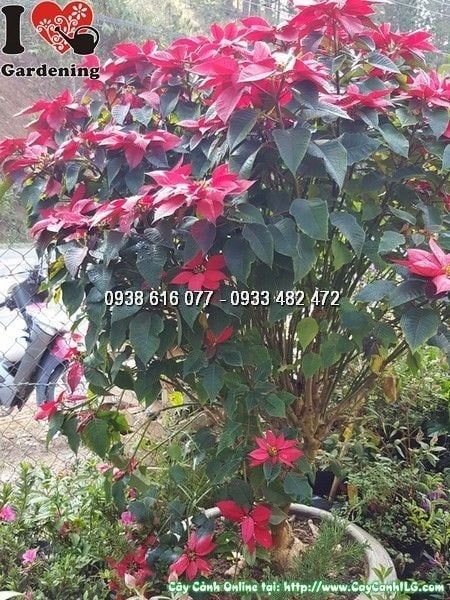 Cây Hoa Trạng Nguyên – Ý Nghĩa, Cách Chăm Sóc & Mua Bán Sỉ Lẻ Giá Tốt Tại TP.HCM