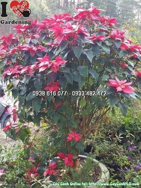 Cây Hoa Trạng Nguyên – Ý Nghĩa, Cách Chăm Sóc & Mua Bán Sỉ Lẻ Giá Tốt Tại TP.HCM
