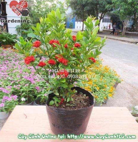 Cây Trang Sen – Ý Nghĩa, Cách Chăm Sóc & Mua Bán Sỉ Lẻ Giá Tốt Tại TP.HCM