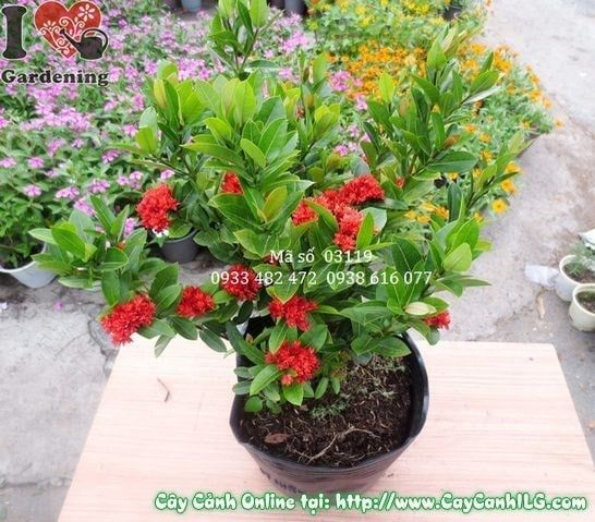 Cây Trang Sen – Ý Nghĩa, Cách Chăm Sóc & Mua Bán Sỉ Lẻ Giá Tốt Tại TP.HCM