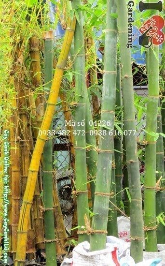Cây Tre Măng – Ý Nghĩa, Cách Chăm Sóc & Mua Bán Sỉ Lẻ Giá Tốt Tại TP.HCM