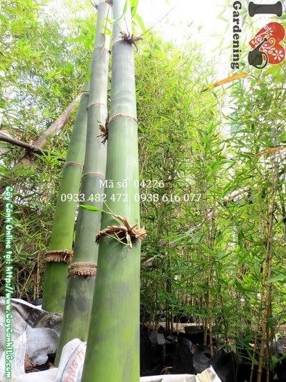 Cây Tre Măng – Ý Nghĩa, Cách Chăm Sóc & Mua Bán Sỉ Lẻ Giá Tốt Tại TP.HCM