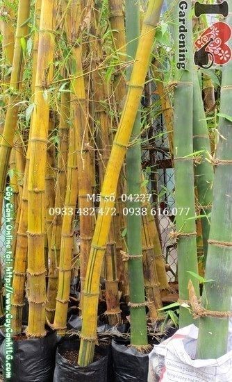 Cây Tre Vàng – Ý Nghĩa, Cách Chăm Sóc & Mua Bán Sỉ Lẻ Giá Tốt Tại TP.HCM