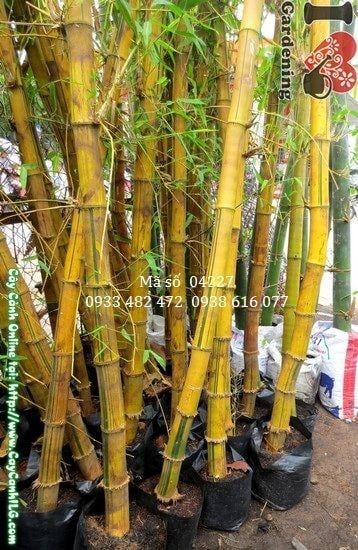 Cây Tre Vàng – Ý Nghĩa, Cách Chăm Sóc & Mua Bán Sỉ Lẻ Giá Tốt Tại TP.HCM