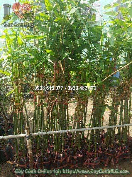 Cây Tre Măng – Ý Nghĩa, Cách Chăm Sóc & Mua Bán Sỉ Lẻ Giá Tốt Tại TP.HCM