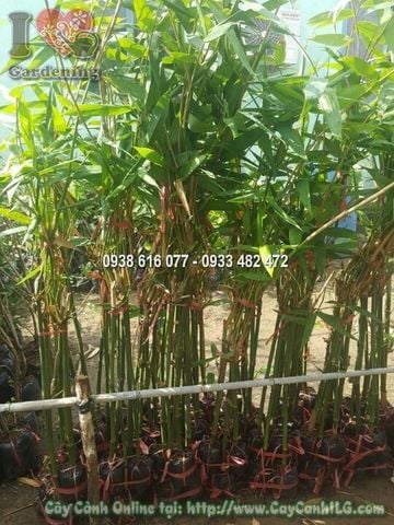 Cây Tre Măng – Ý Nghĩa, Cách Chăm Sóc & Mua Bán Sỉ Lẻ Giá Tốt Tại TP.HCM