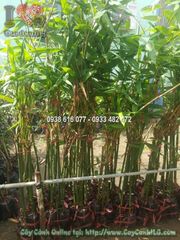Cây Tre Măng – Ý Nghĩa, Cách Chăm Sóc & Mua Bán Sỉ Lẻ Giá Tốt Tại TP.HCM