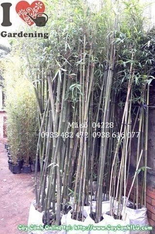 Cây Trúc Cần Câu – Ý Nghĩa, Cách Chăm Sóc & Mua Bán Sỉ Lẻ Giá Tốt Tại TP.HCM