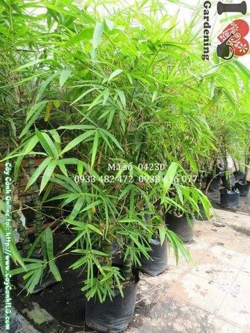 Cây Trúc Quan Âm – Ý Nghĩa, Cách Chăm Sóc & Mua Bán Sỉ Lẻ Giá Tốt Tại TP.HCM