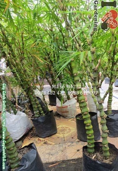 Cây Trúc Quan Âm – Ý Nghĩa, Cách Chăm Sóc & Mua Bán Sỉ Lẻ Giá Tốt Tại TP.HCM
