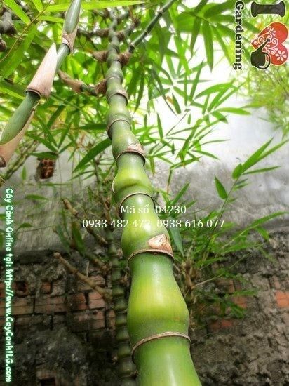 Cây Trúc Quan Âm – Ý Nghĩa, Cách Chăm Sóc & Mua Bán Sỉ Lẻ Giá Tốt Tại TP.HCM