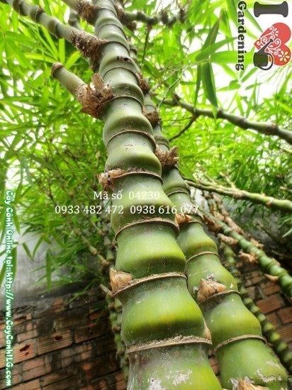 Cây Trúc Quan Âm – Ý Nghĩa, Cách Chăm Sóc & Mua Bán Sỉ Lẻ Giá Tốt Tại TP.HCM