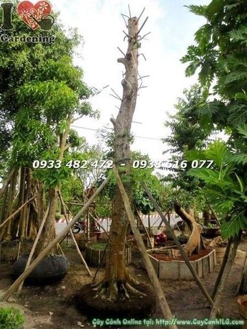 Cây Muồng Kim Phượng – Ý Nghĩa, Cách Chăm Sóc & Mua Bán Sỉ Lẻ Giá Tốt Tại TP.HCM