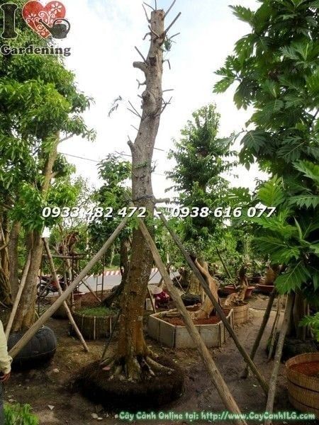 Cây Muồng Kim Phượng – Ý Nghĩa, Cách Chăm Sóc & Mua Bán Sỉ Lẻ Giá Tốt Tại TP.HCM