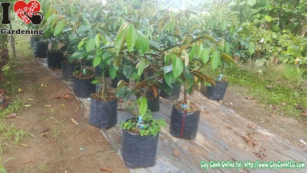 Cây Vú Sữa Lò Rèn – Ý Nghĩa, Cách Chăm Sóc & Mua Bán Sỉ Lẻ Giá Tốt Tại TP.HCM