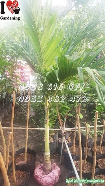 Cây Cau Trắng – Ý Nghĩa, Cách Chăm Sóc & Mua Bán Sỉ Lẻ Giá Tốt Tại TP.HCM