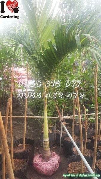 Cây Cau Trắng – Ý Nghĩa, Cách Chăm Sóc & Mua Bán Sỉ Lẻ Giá Tốt Tại TP.HCM